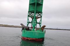Sea Lions on Buoy in Humboldt Bay